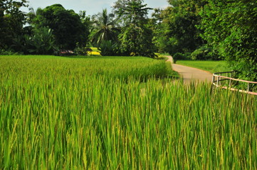 Obraz premium Rice Paddy Fields at Countryside