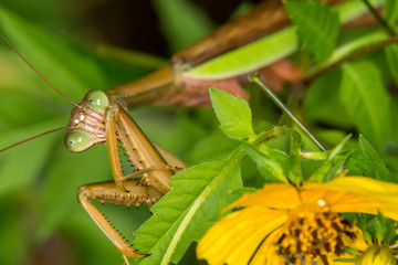 Mantis on Biden #3