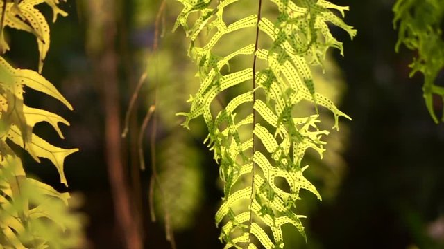 Drynaria quercifolia, Oakleaf fern. Green tropical hanging special basket kind of fern