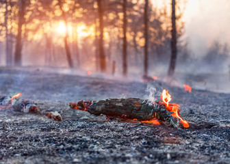 Forest fire burning, Wildfire close up at day time.