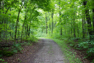 Forest_Path_002