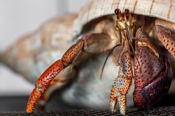 Hermit Crab #2