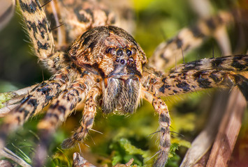 Eight Eyes on Moss #1