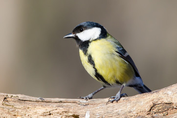 Great tit (Parus major) sitting on the tree