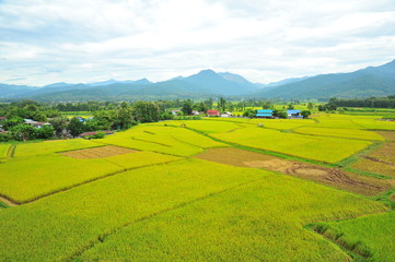 Rice Paddy Fields at Countryside