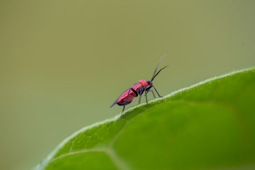 Small red bug on a green leaf #1