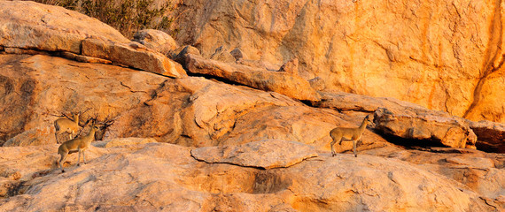 Klippspringers on rocks