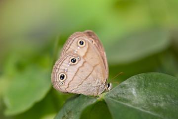 Wood Satyr on Leaf #1