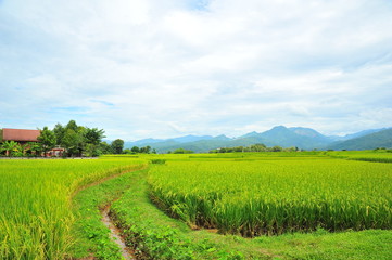 Fototapeta na wymiar Rice Paddy Fields at Countryside