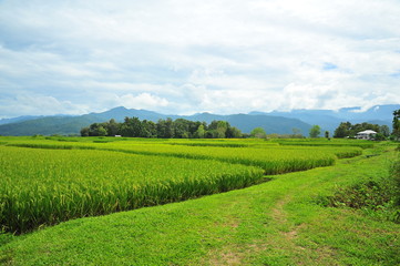 Rice Paddy Fields at Countryside