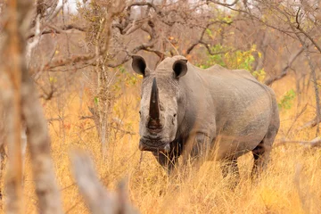 Papier Peint photo autocollant Rhinocéros rhinocéros blanc