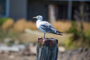 Seagull on Post