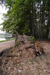 Спиленное дерево