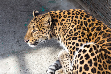 A Leopard in Harbin, China. 