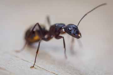 Ant Closeup