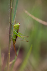 Grasshopper #1