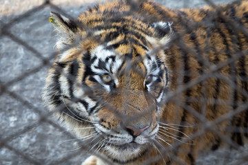 A Tiger behind the fence in Harbin, China. 