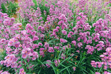Obraz premium many purple flowers in the garden