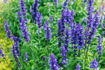 many blue flowers in the garden