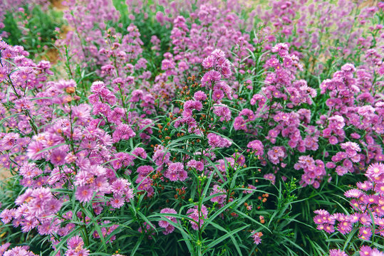 Fototapeta many purple flowers in the garden