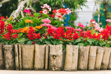 Fototapeta na wymiar home flowers in pots in the garden