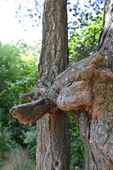 Скованные в одно целое