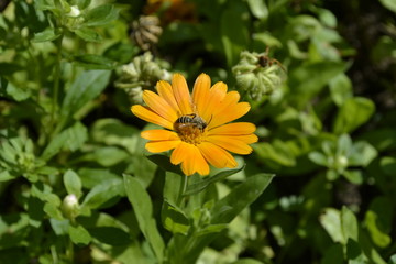 Пчела на цветке