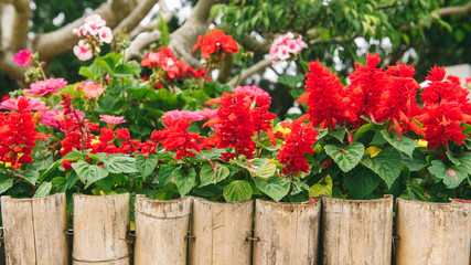 home flowers in pots in the garden