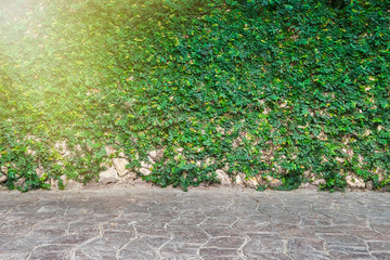 green leaves wall and brick floor and Sun light