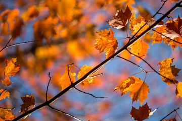 A stroke of Fall