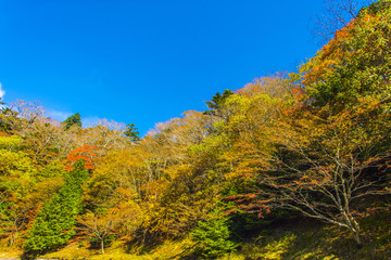 大台ケ原の紅葉