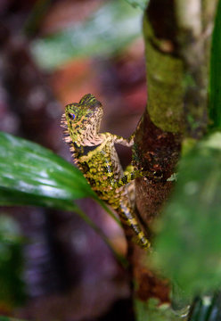 Borneo Anglehead Lizard