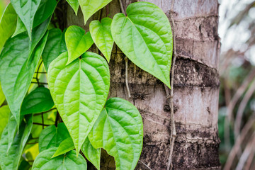 Green Betel leaf plants on tree coconut