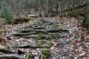 Fototapeta premium Path Of Roots
