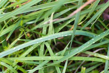 Water drops (dew) on the green grass. The name of the herb sedge