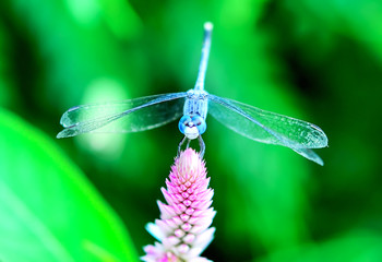 Dragonfly