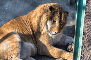 Obraz premium A Liger in Harbin, China. The Liger is the hybrid of a male lion and a female tiger, and there is only a 0.1% chance that such a baby is born.