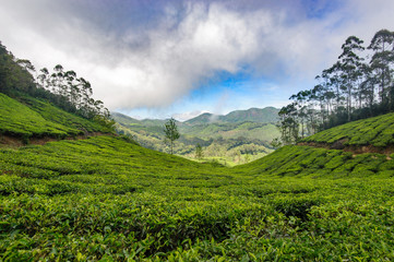 Naklejka na ściany i meble Tea plantations around Munnar, tea estate hills in Kerala state, Idukki district, India