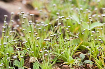Plants and flowers in Munnar, Kerala, Idukki district, India