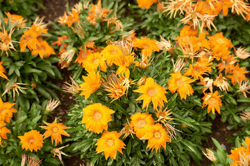Orange Flowers with rain drops, Wide angle,