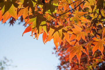 Red maple leaves with silhouette shot from down side of the tree, autumn leaves in sunny day