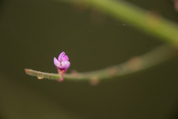 Single Purple