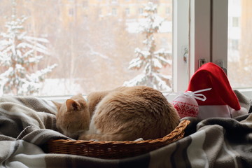 Рыжий кот в зимний день спит в плетенной корзине на...