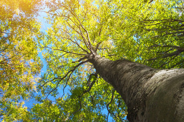 Fototapeta premium Into the forest.