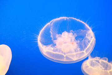 Jellyfish swimming underwater