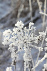 Winter. Beautiful plant with hoarfrost. Seasons