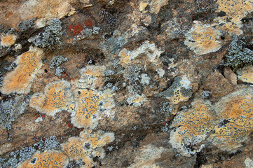 Lichen texture closeup background