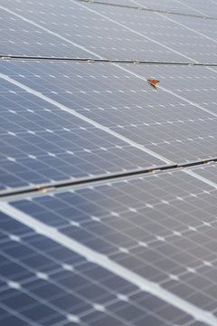 sitzender Schmetterling auf einer Photovoltaikanlage