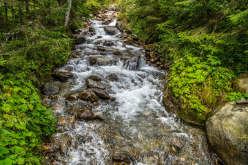 Reißender Wildbach fließt durch den Wald 