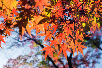 Red maple leaves shining in the park in the sunny day, Photo taken by down side of red maple